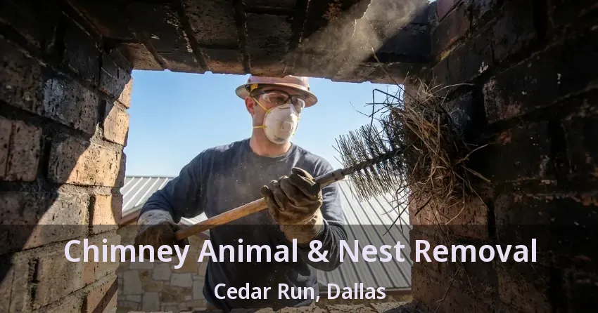 Chimney Animal & Nest Removal Cedar Run, Dallas - TX