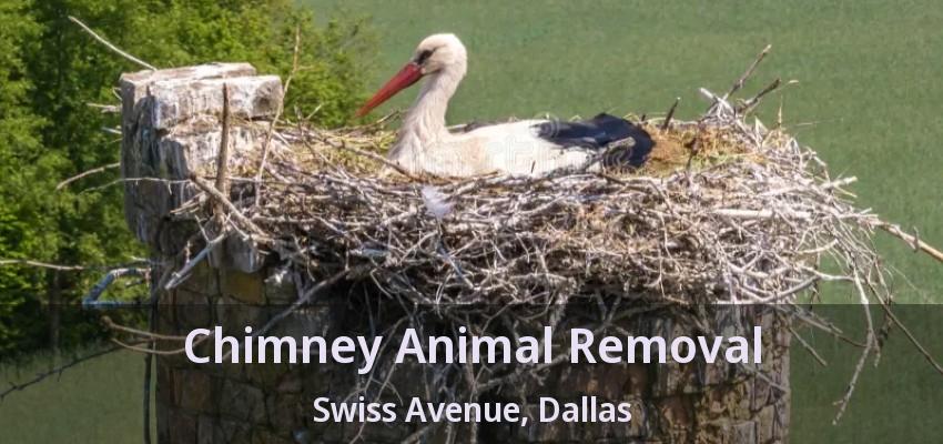 Chimney Animal Removal Swiss Avenue, Dallas - TX Chimney Animal Removal Swiss Avenue, Dallas - TX